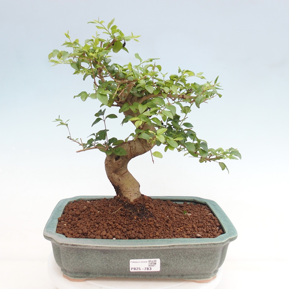 Zimmerbonsai - Ligustrum chinensis - Vogelperspektive