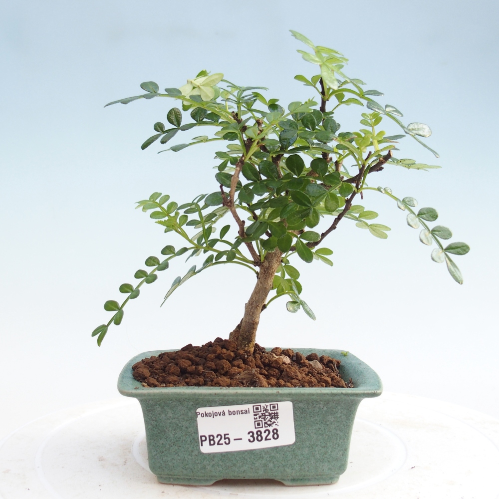 Zimmer Bonsai - Zantoxylum piperitum - Pfefferbaum PB220935