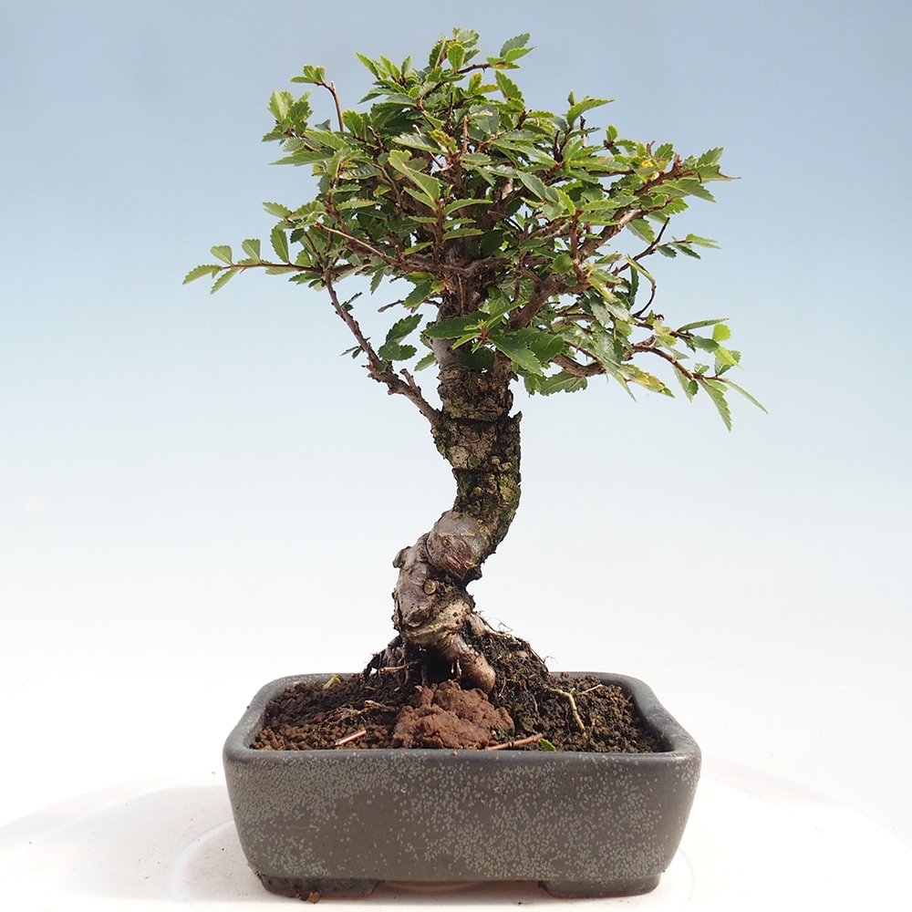 Bonsai im Freien - Zelkova - Zelkova NIRE