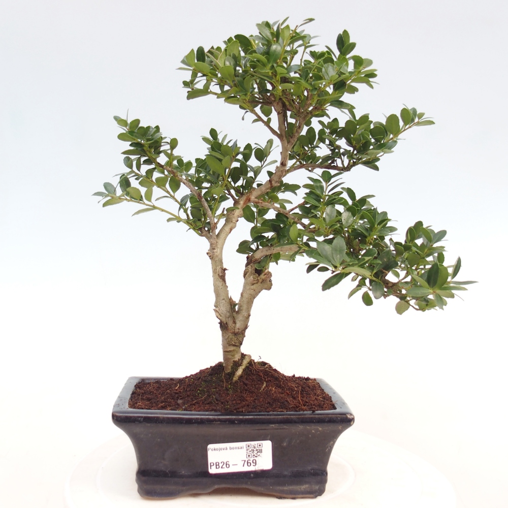 Zimmer Bonsai - Ilex crenata - Stechpalme