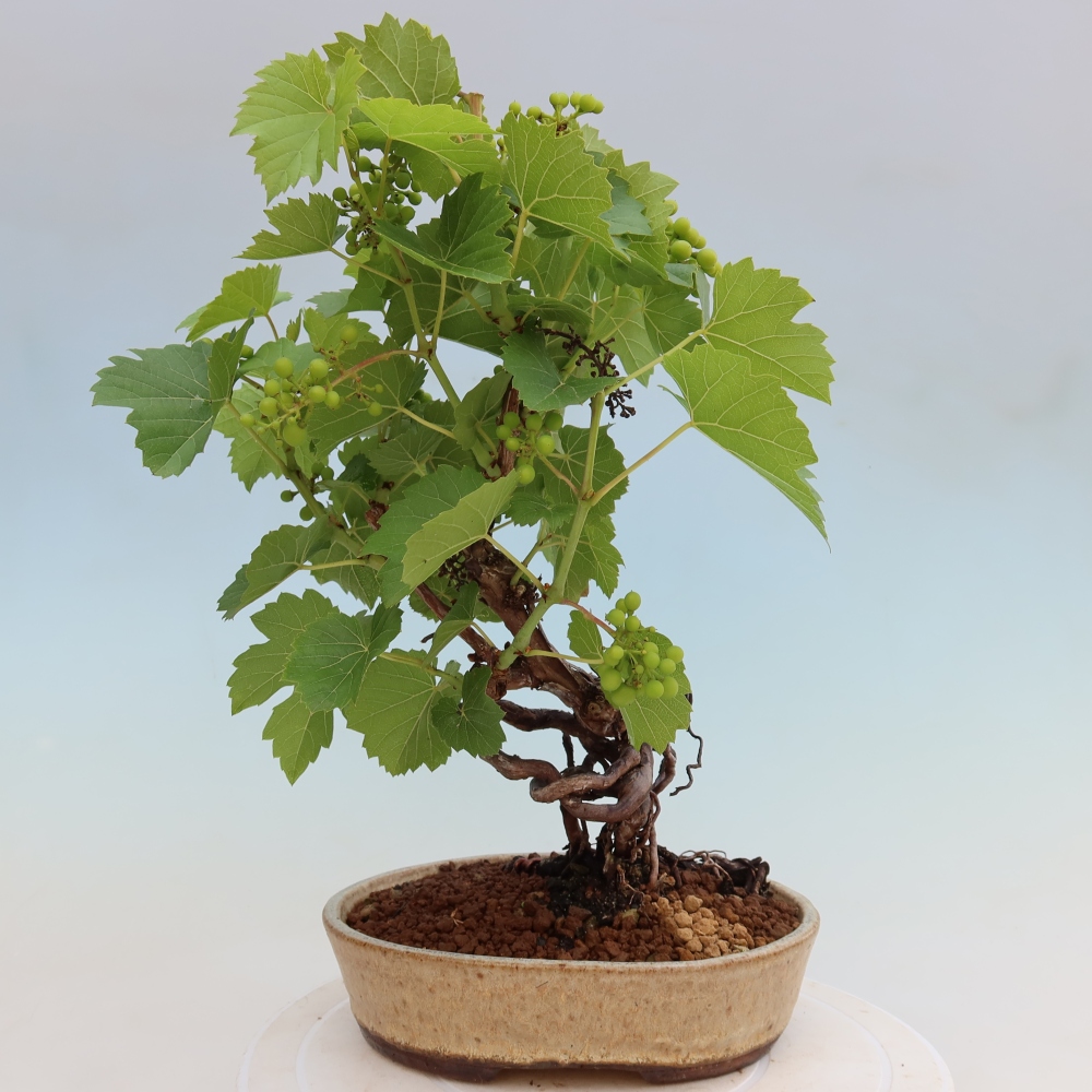 Bonsai im Freien – Weinrebe – Vitis vinifera 