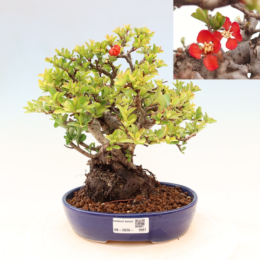 Bonsai für draußen - Chaneomeles speciosa Chojubai