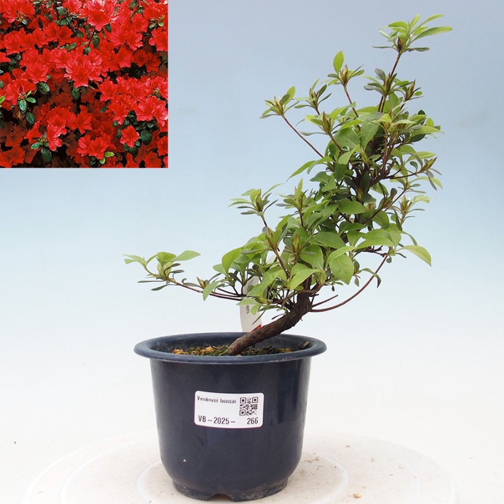 Bonsai im Freien - Japanische Azalee - Azalea Benibeni