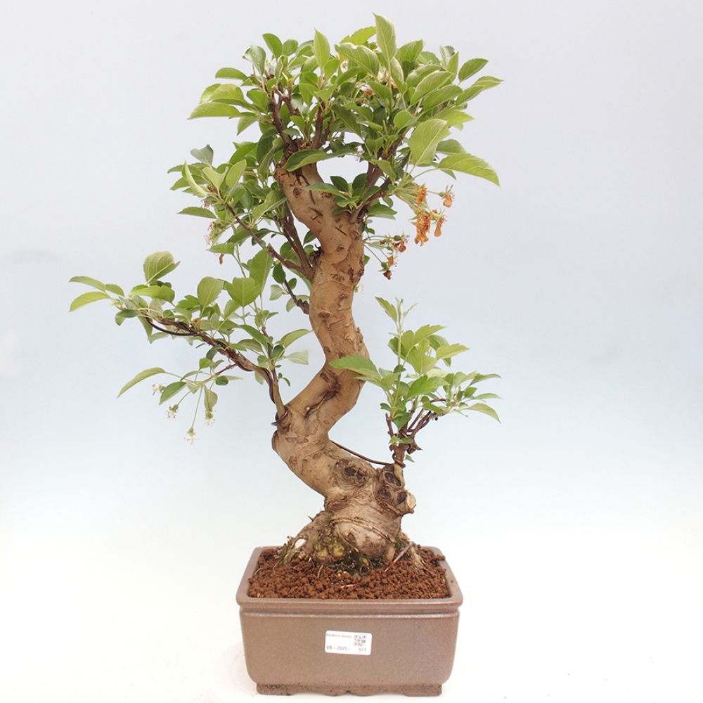 Bonsai im Freien - Malus halliana - Kleinfruchtiger Apfelbaum