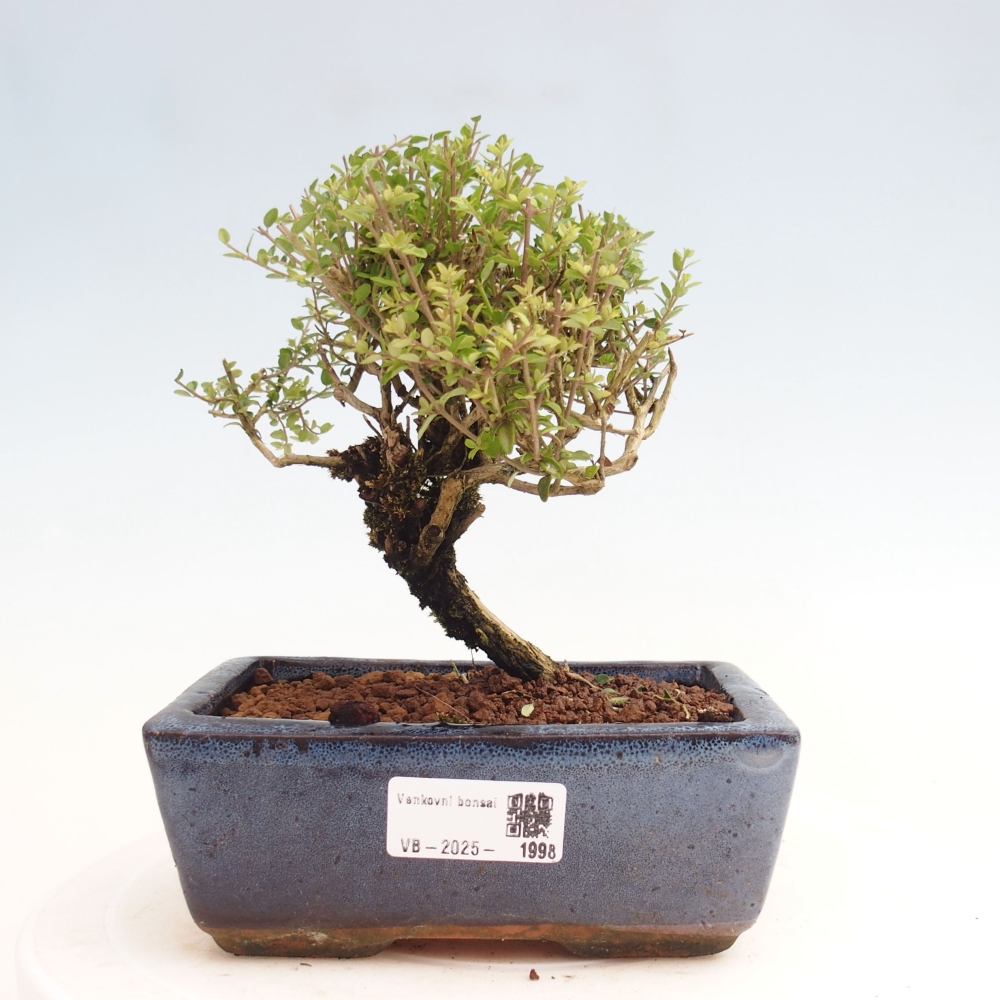 Bonsai im Freien - Lonicera nitida Twiggy - Geißblatt