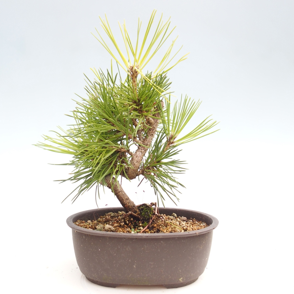 Bonsai im Freien - Pinus thunbergii - Thunbergia-Kiefer