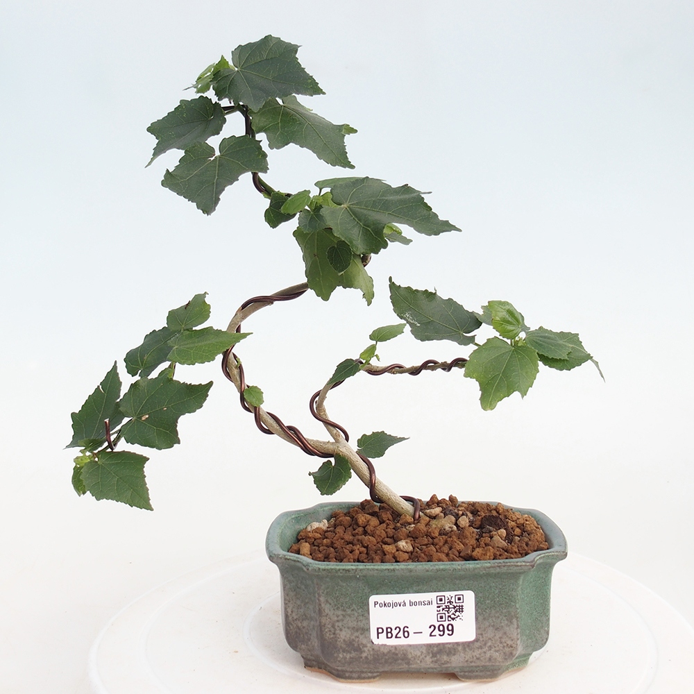 Zimmerbonsai - Malvaviscus arboreus