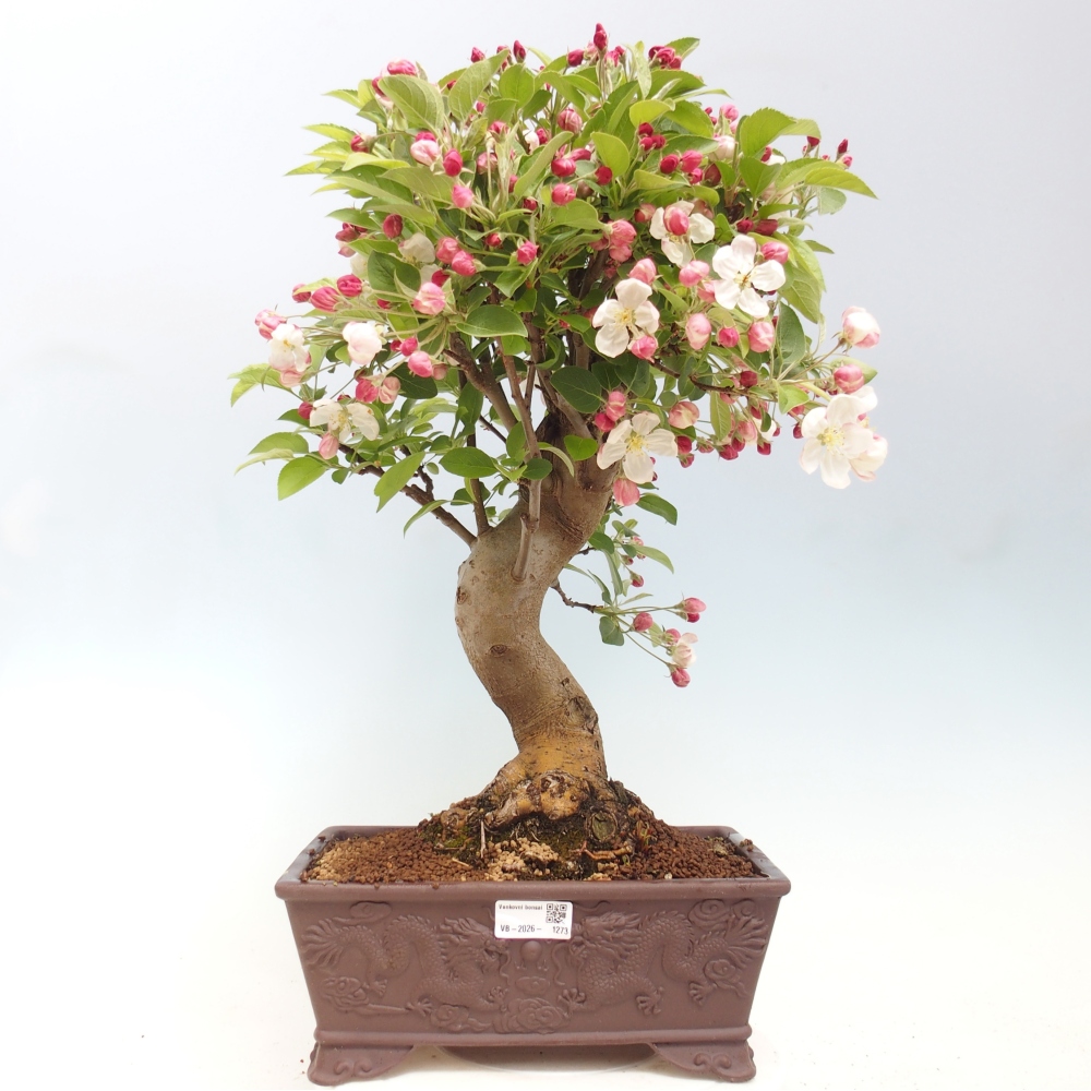 Outdoor-Bonsai -Malus halliana - Kleinfrüchtiger Apfelbaum