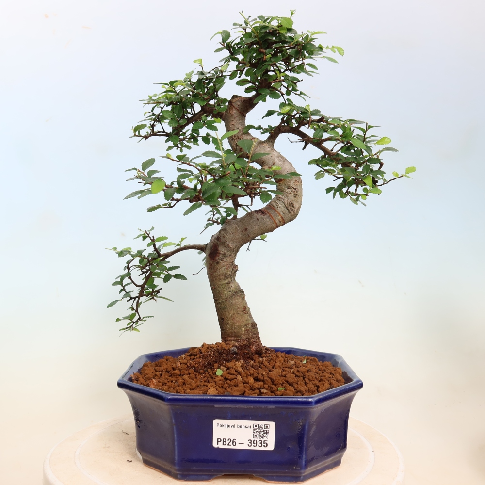 Zimmerbonsai - Ulmus parvifolia - Kleinblättrige Ulme