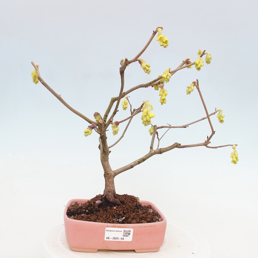 Bonsai im Freien - Haselnuss - Corylopsis Spicata