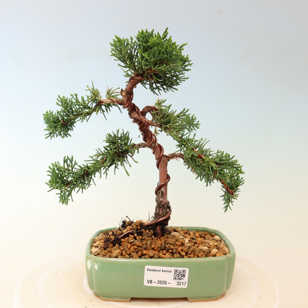 Bonsai für draußen - Juniperus chinensis Kishu