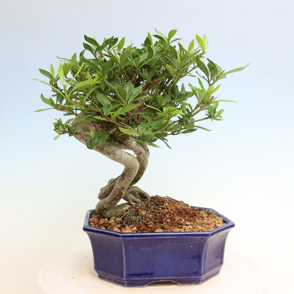 Zimmer Bonsai - Gardenia jasminoides-Gardenia