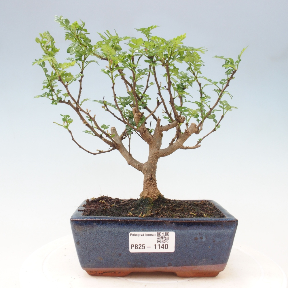 Indoor-Bonsai - Zantoxylum piperitum - Pfefferminze