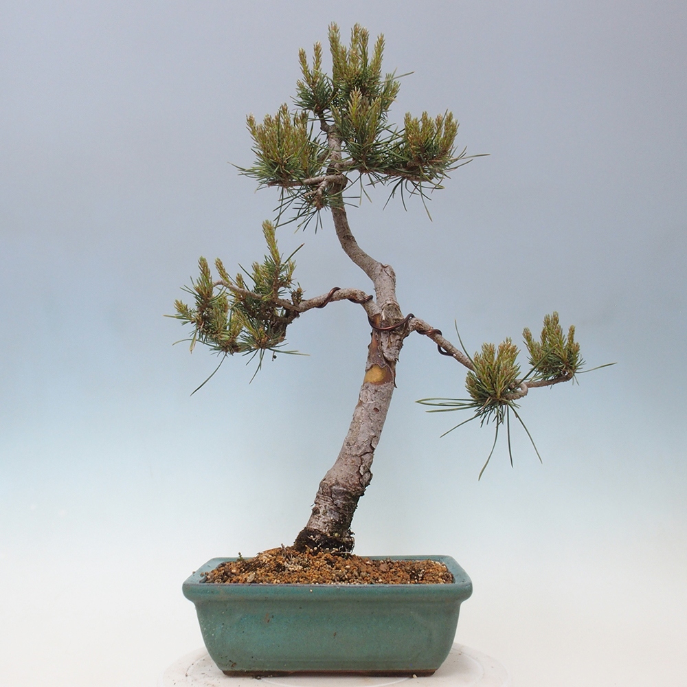 Bonsai im Freien - Pinus Sylvestris - Waldkiefer