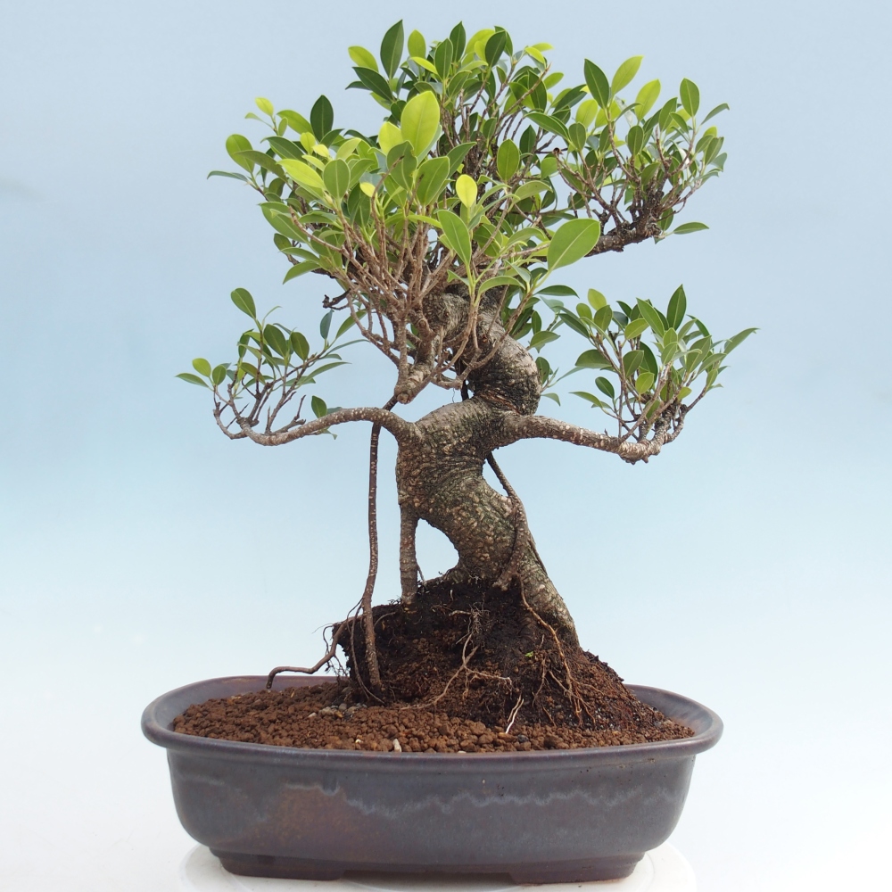Zimmerbonsai - Ficus kimmen - Kleinblättriger Ficus