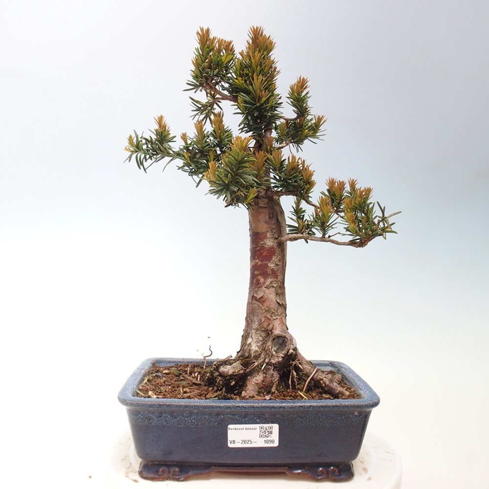 Bonsai im Freien - Taxus cuspidata - Japanische Eibe