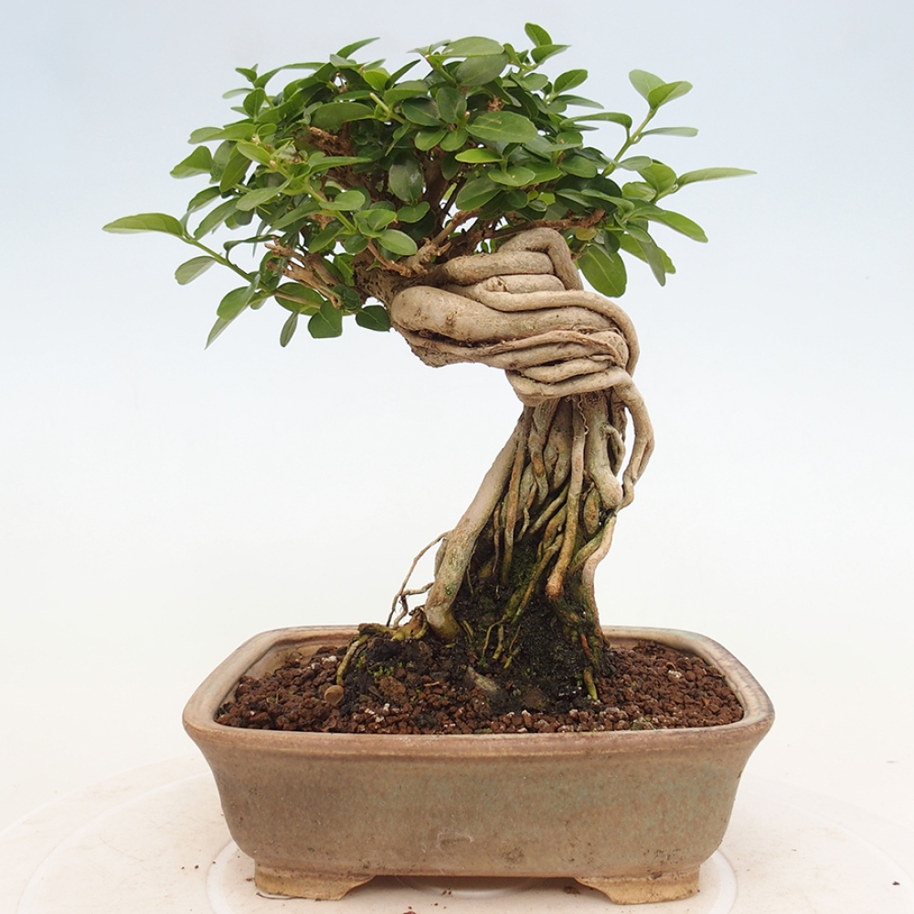 Zimmerbonsai - Premna serratifolia - Kozlovon kleinblättrig