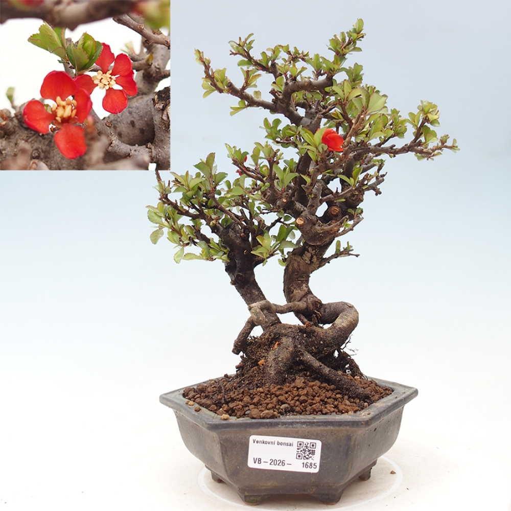 Bonsai für draußen - Chaneomeles speciosa - Quitte