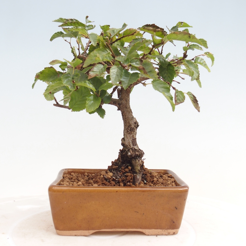 Outdoor-Bonsai -Carpinus CARPINOIDES - Koreanisch Hainbuche