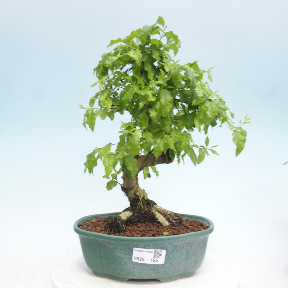 Zimmerbonsai -Ligustrum retusa - Kleinblättriger Vogelschnabel