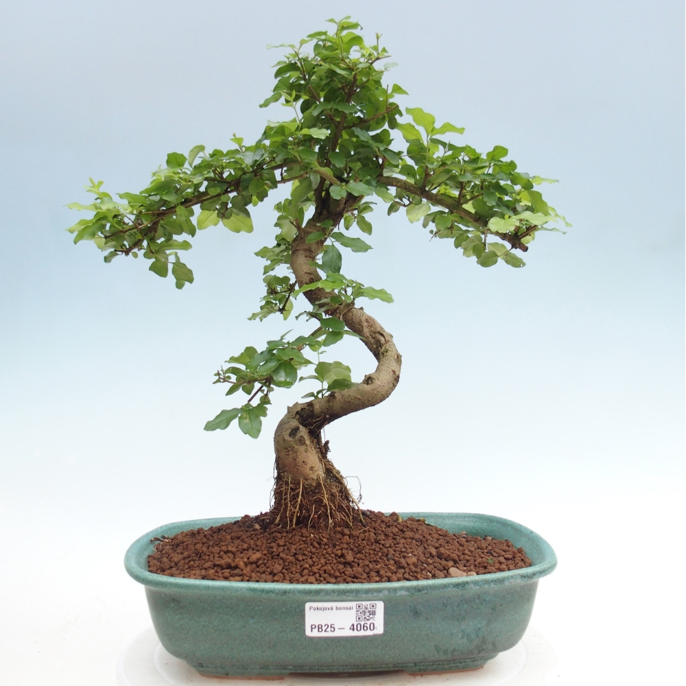 Zimmerbonsai -Ligustrum chinensis - Liguster
