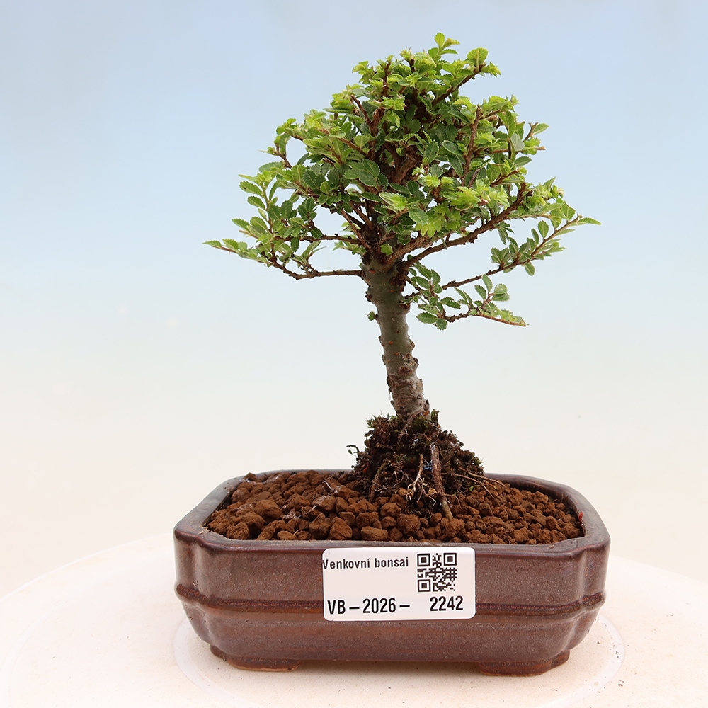 Bonsai im Freien - Ulmus parvifolia Sagei - Kleinblättrige Ulme