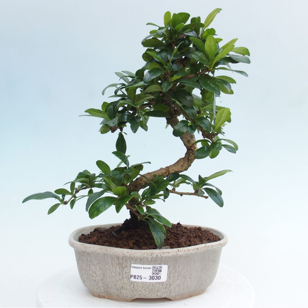 Zimmer Bonsai - Carmona macrophylla - Tea Fuki