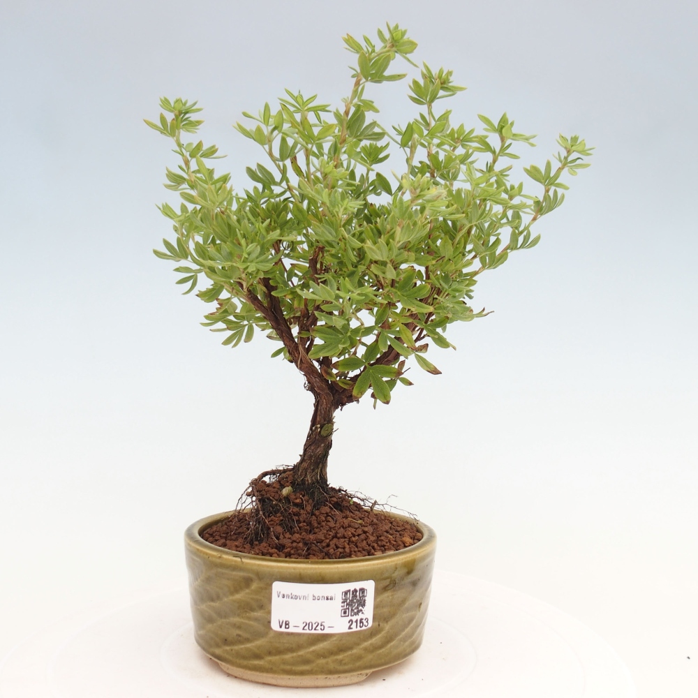 Outdoor-Bonsai-Fingerkraut - Potentila fruticosa gelber Vogel