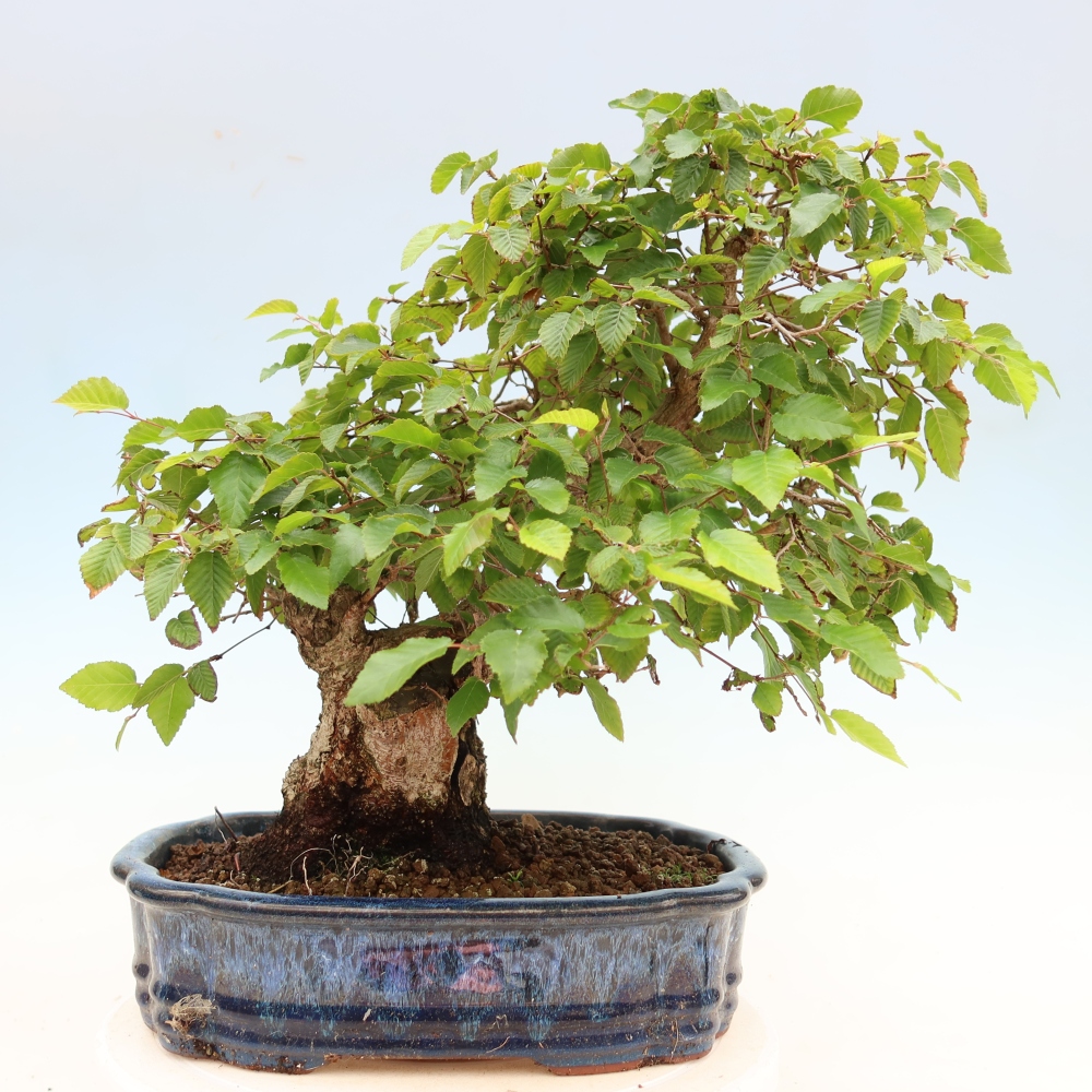 Bonsai für draußen - Karpinus Coreana - Koreanische Hainbuche