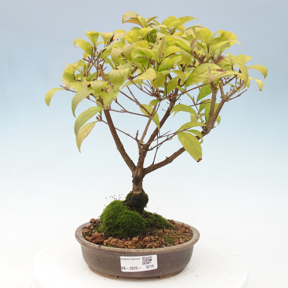 Bonsai im Freien - wunderschöne Pflanze - Callicarpa japonica