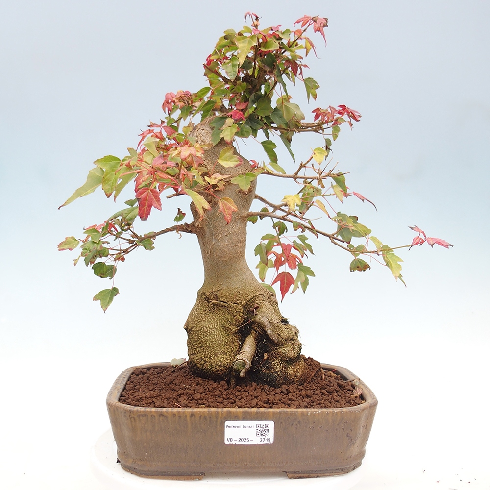 Bonsai im Freien - Ahorn Buergerianum - Burger Maple