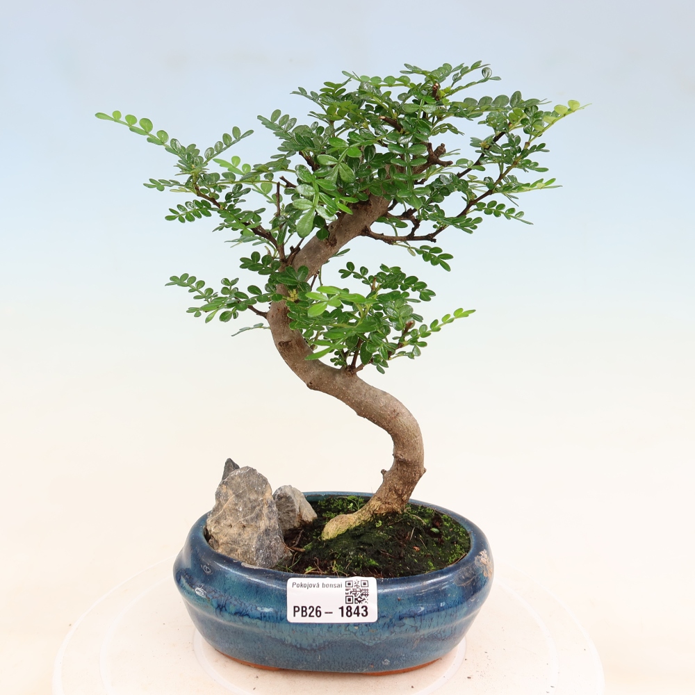 Zimmer Bonsai - Zantoxylum piperitum - Pfefferbaum