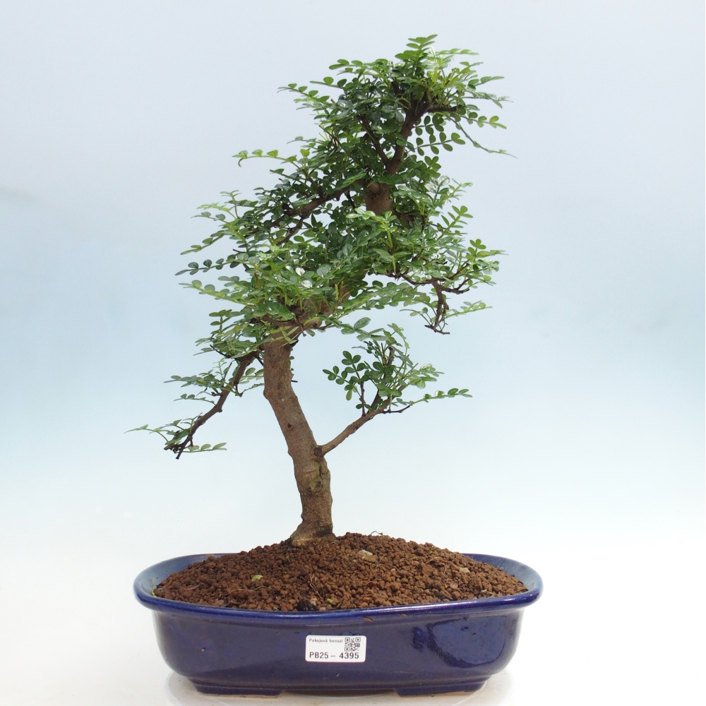 Zimmer Bonsai - Zantoxylum piperitum - Pfefferbaum