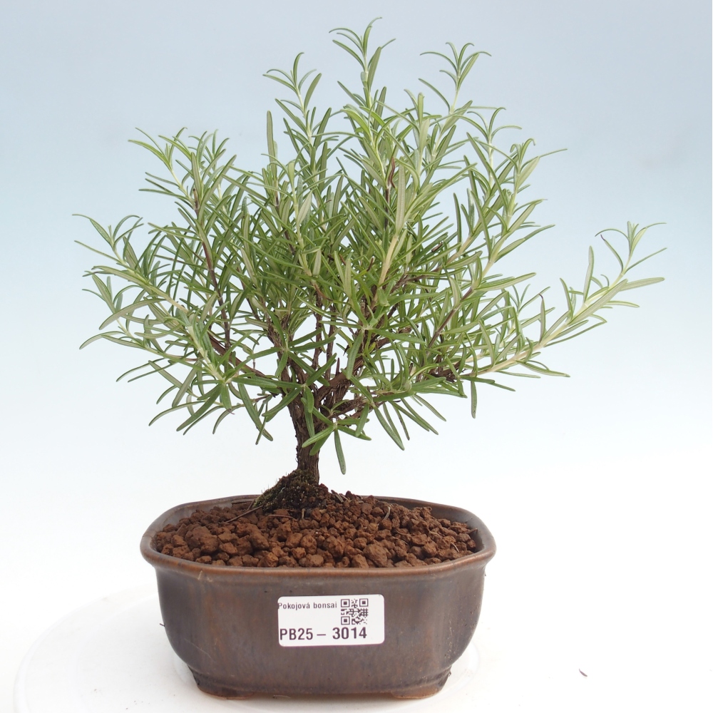 Zimmerbonsai - Rosmarin-Rosmarinus officinalis