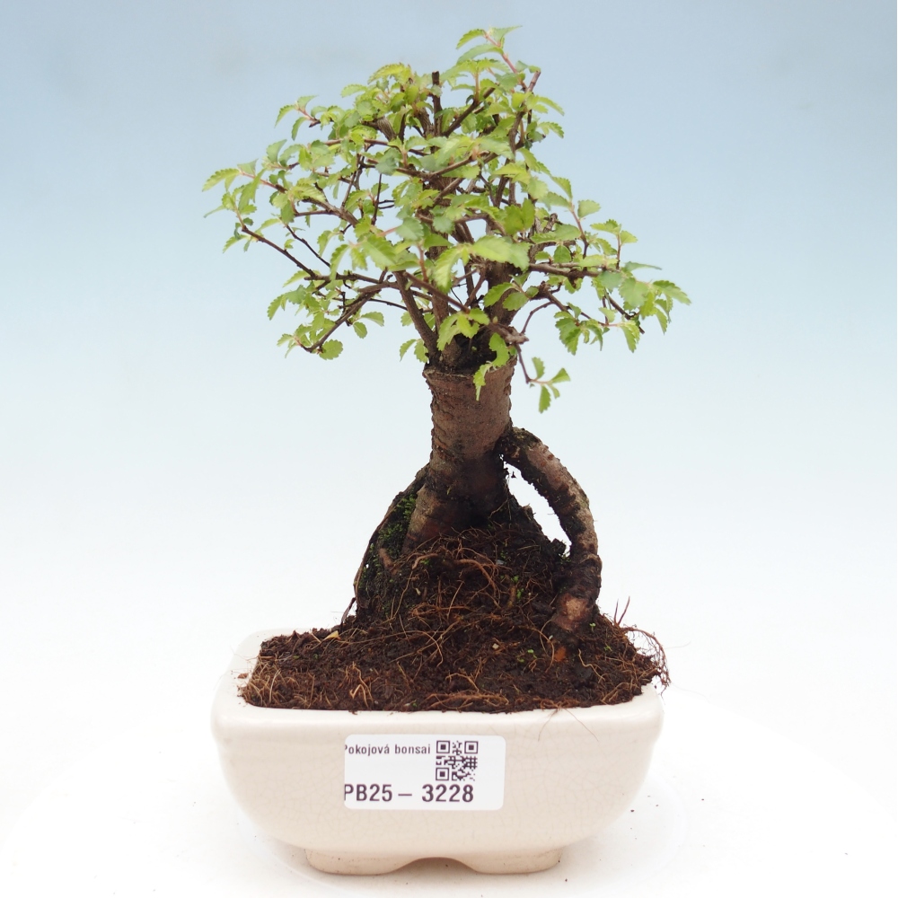 Zimmerbonsai - Ulmus parvifolia - Kleinblättrige Ulme