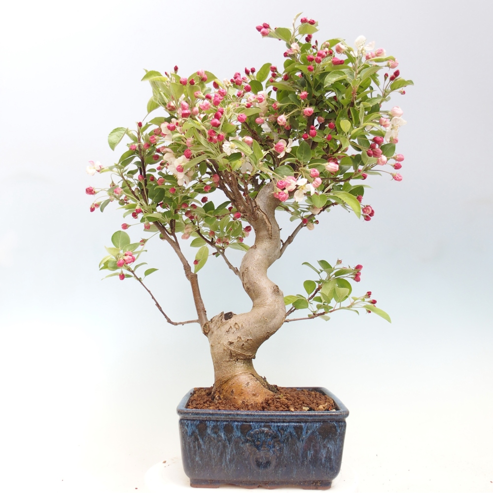 Outdoor-Bonsai -Malus halliana - Kleinfrüchtiger Apfelbaum
