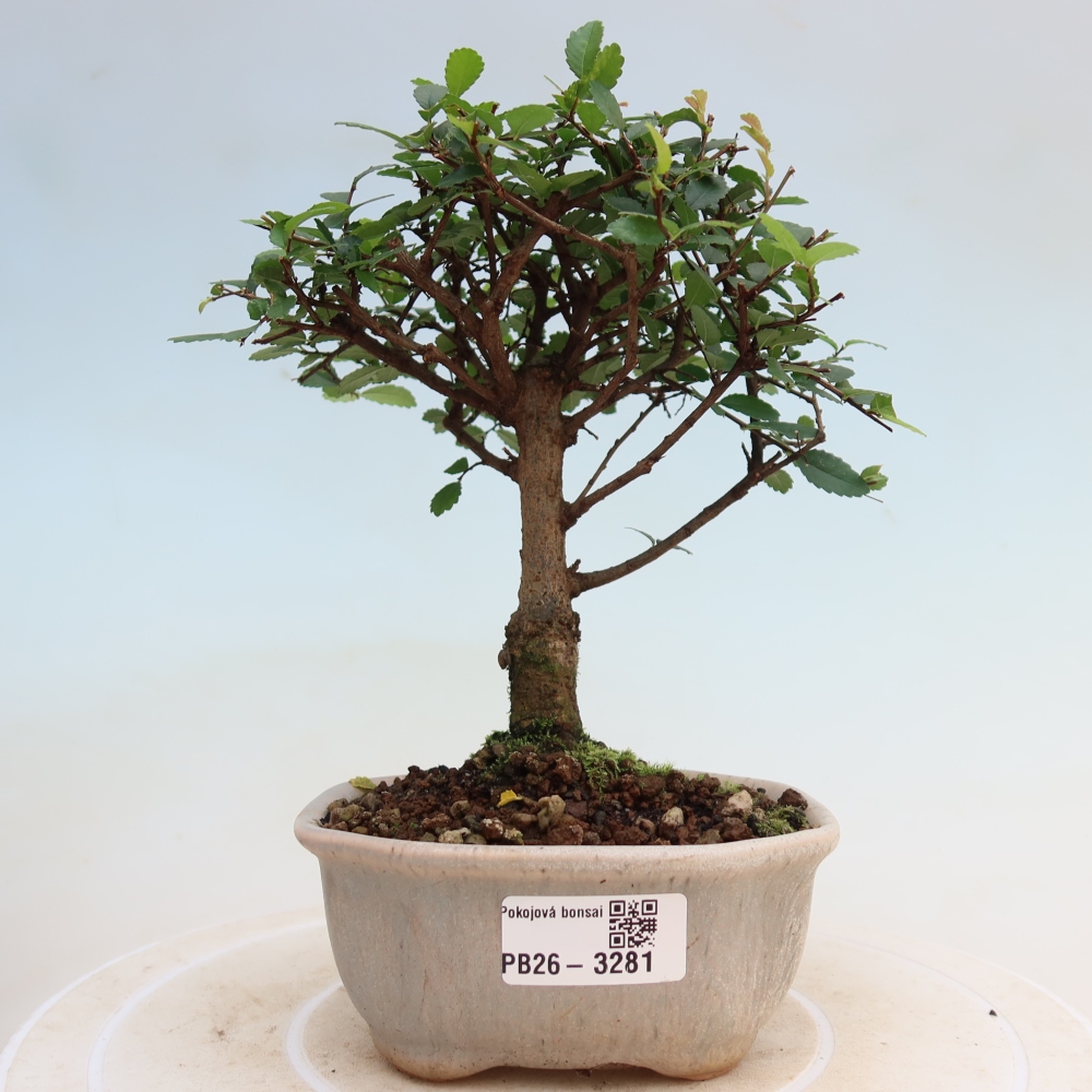 Zimmerbonsai - Ulmus parvifolia - Kleinblättrige Ulme
