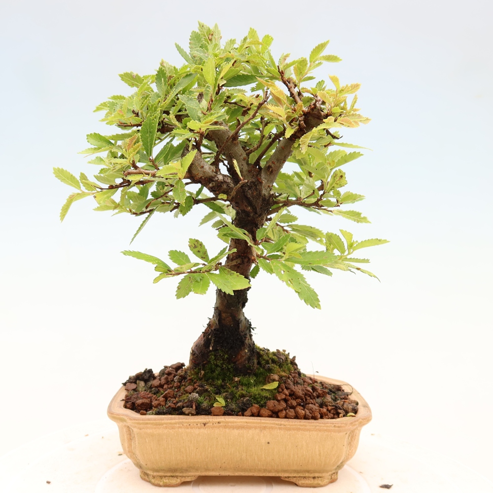 Bonsai für draußen - Zelkova - Zelkova NIRE