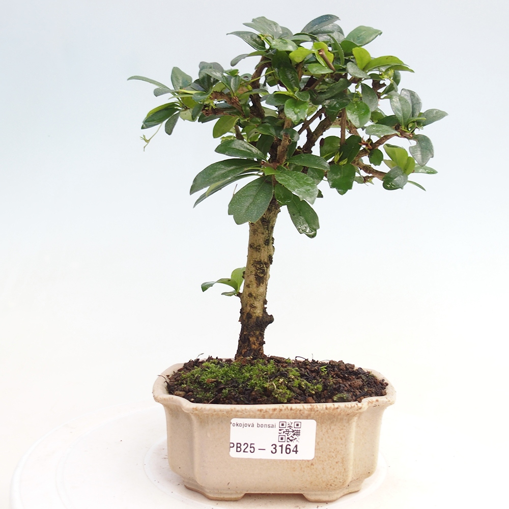Zimmerbonsai - Carmona Macrophylla - Fuki-Tee