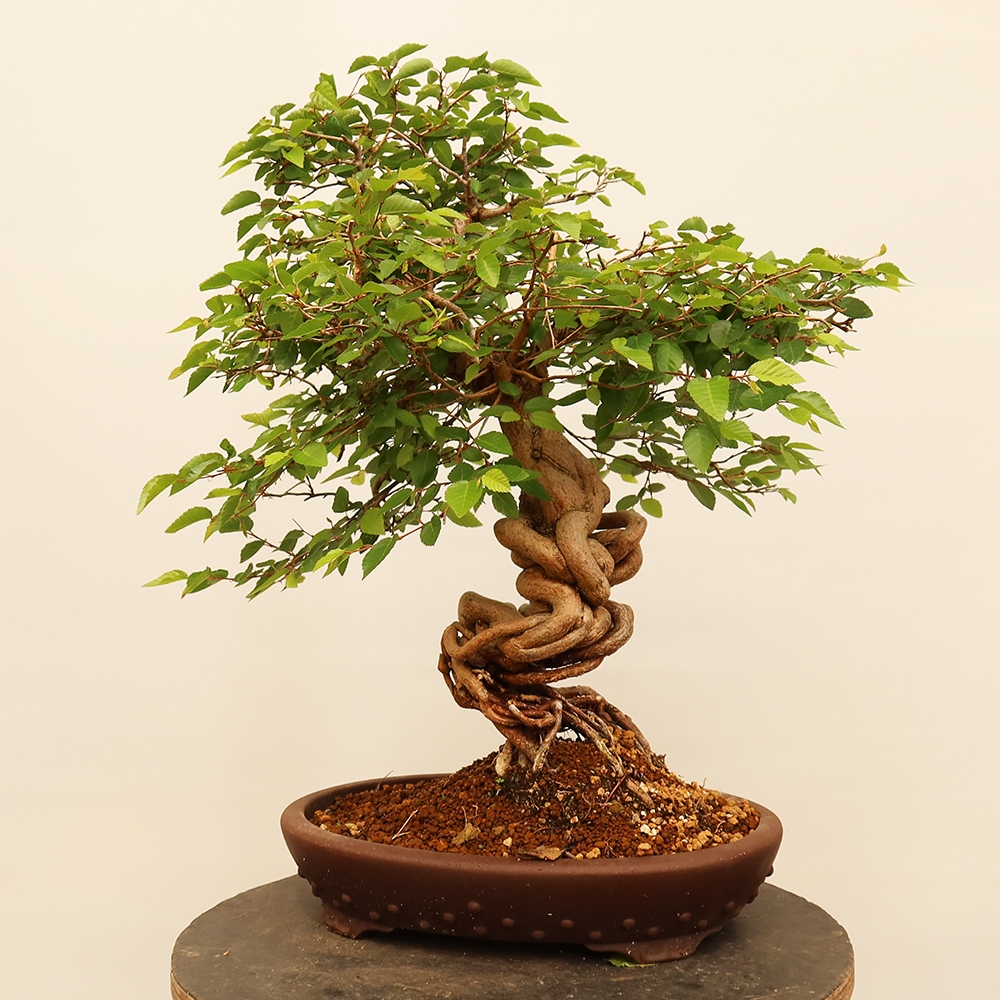 Bonsai im Freien - Carpinus Coreana - Koreanische Hainbuche