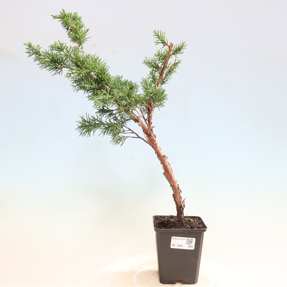 Bonsai für draußen - Juniperus chinensis Kishu