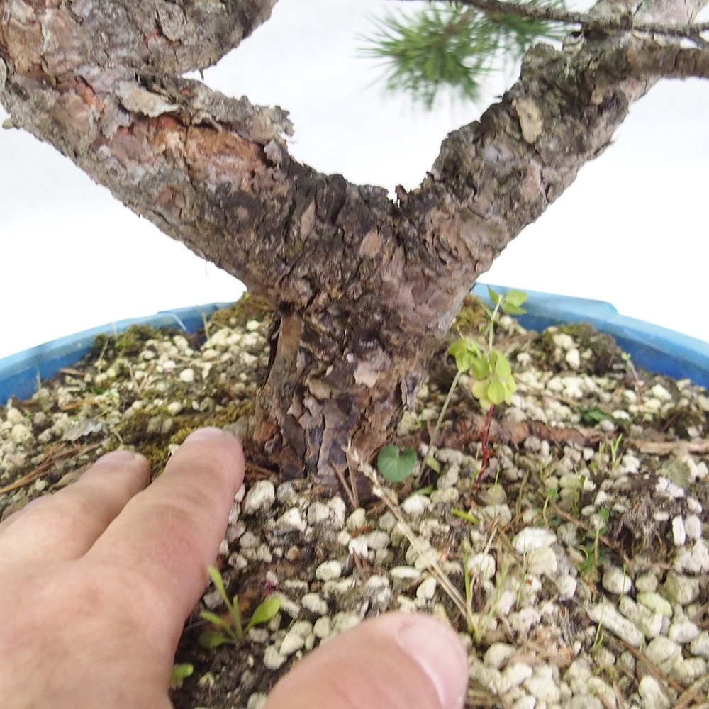 Yamadori - Pinus sylvestris 