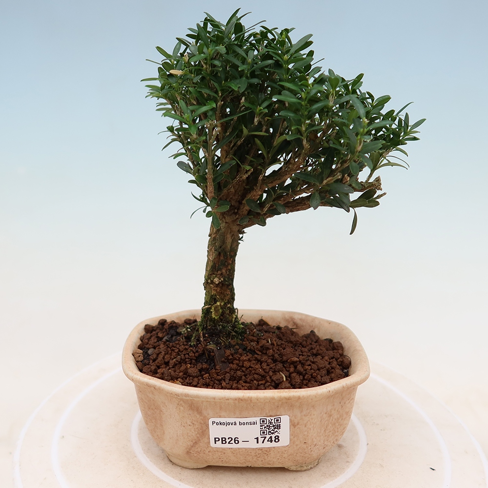 Zimmer Bonsai - Buxus harlandii - Korkbuxus