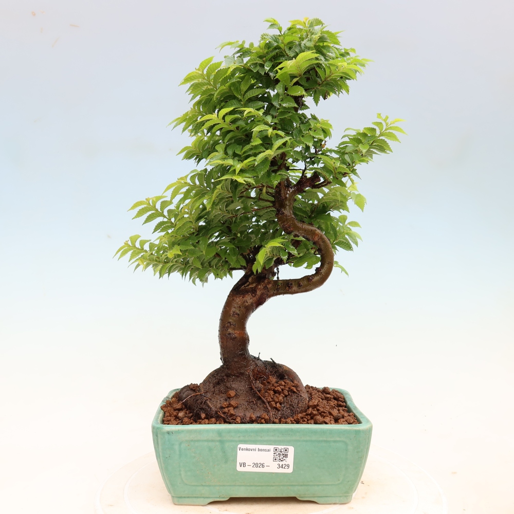 Bonsai für den Außenbereich – Ulmus Jacqueline Hillier – Pappelulme