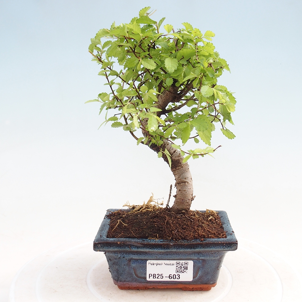 Zimmerbonsai - Ulmus parvifolia - Kleinblättrige Ulme