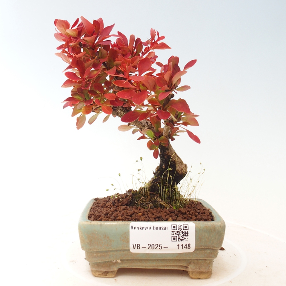 Bonsai im Freien - Berberis thunbergii Kobold - Dřištál Thunberg's