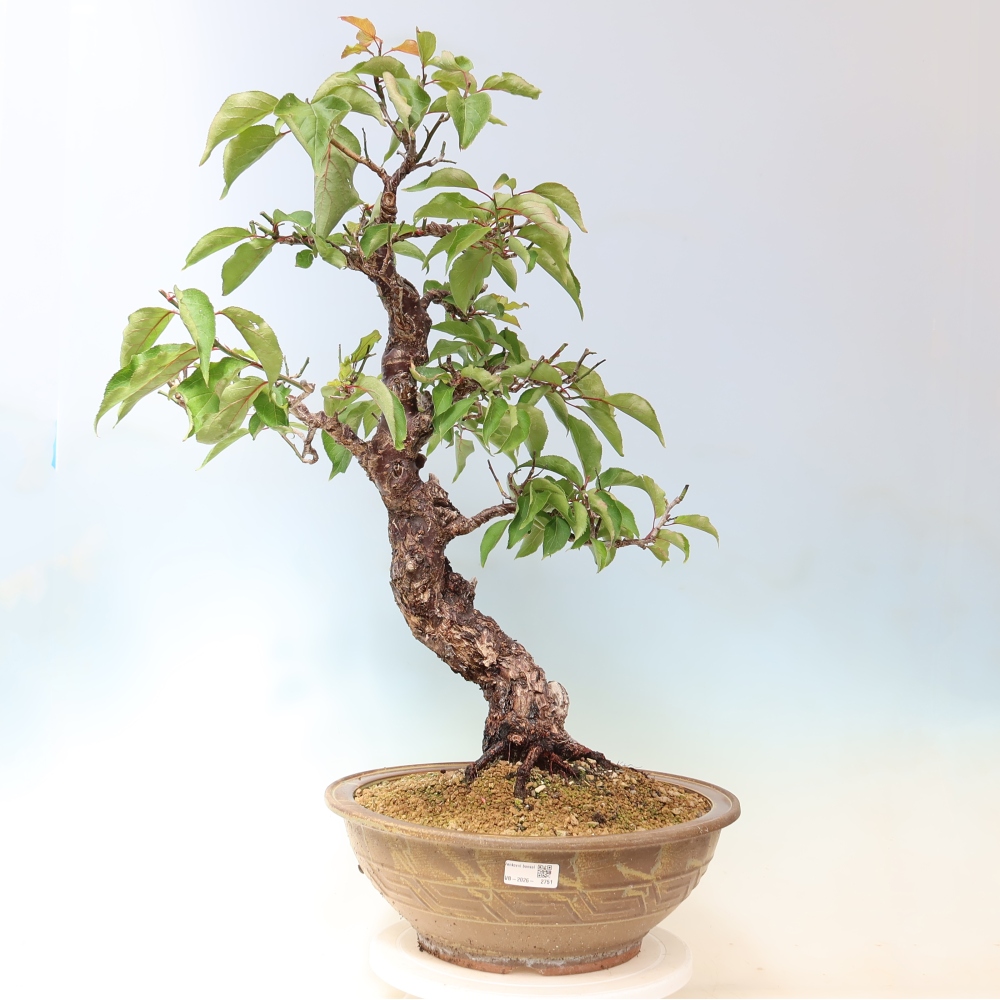 Bonsai für den Außenbereich – Japanischer Aprikosenbaum – Prunus Mume