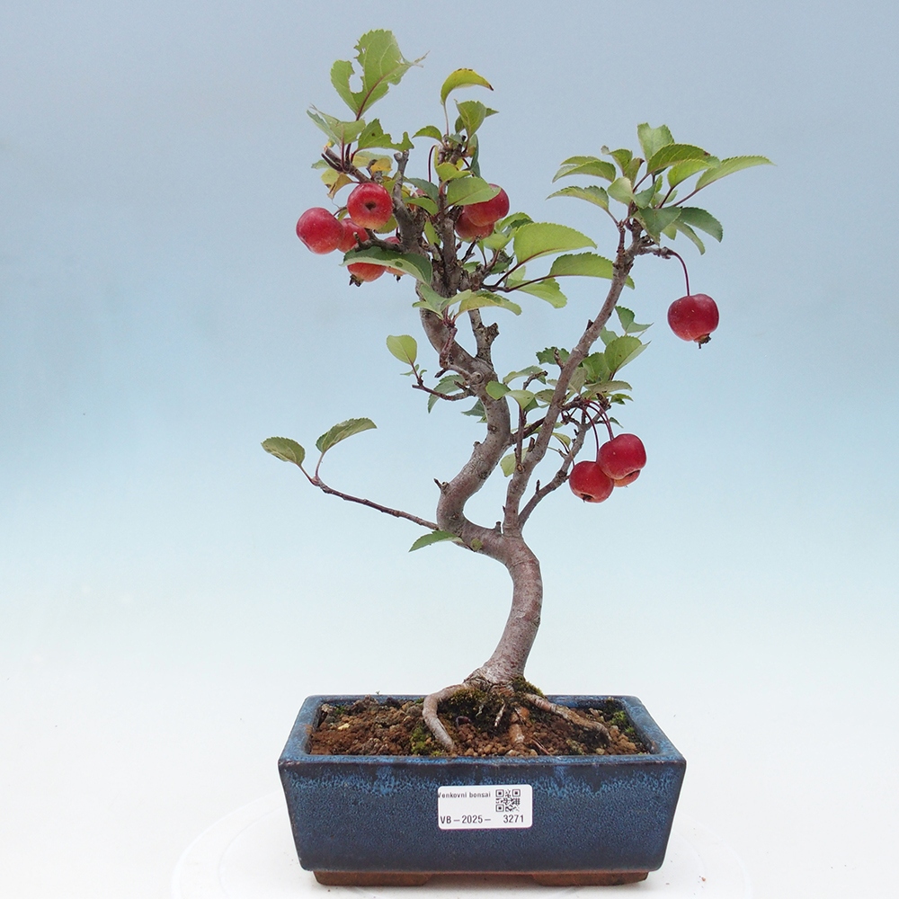 Bonsai im Freien - Malus halliana - Kleinfruchtiger Apfelbaum