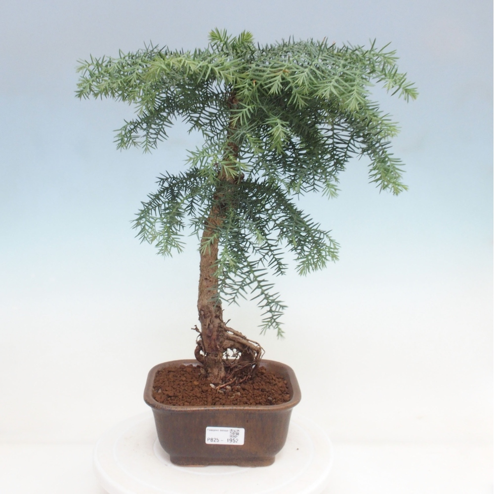 Zimmer Bonsai - Araukarie - Zimmer Fichte