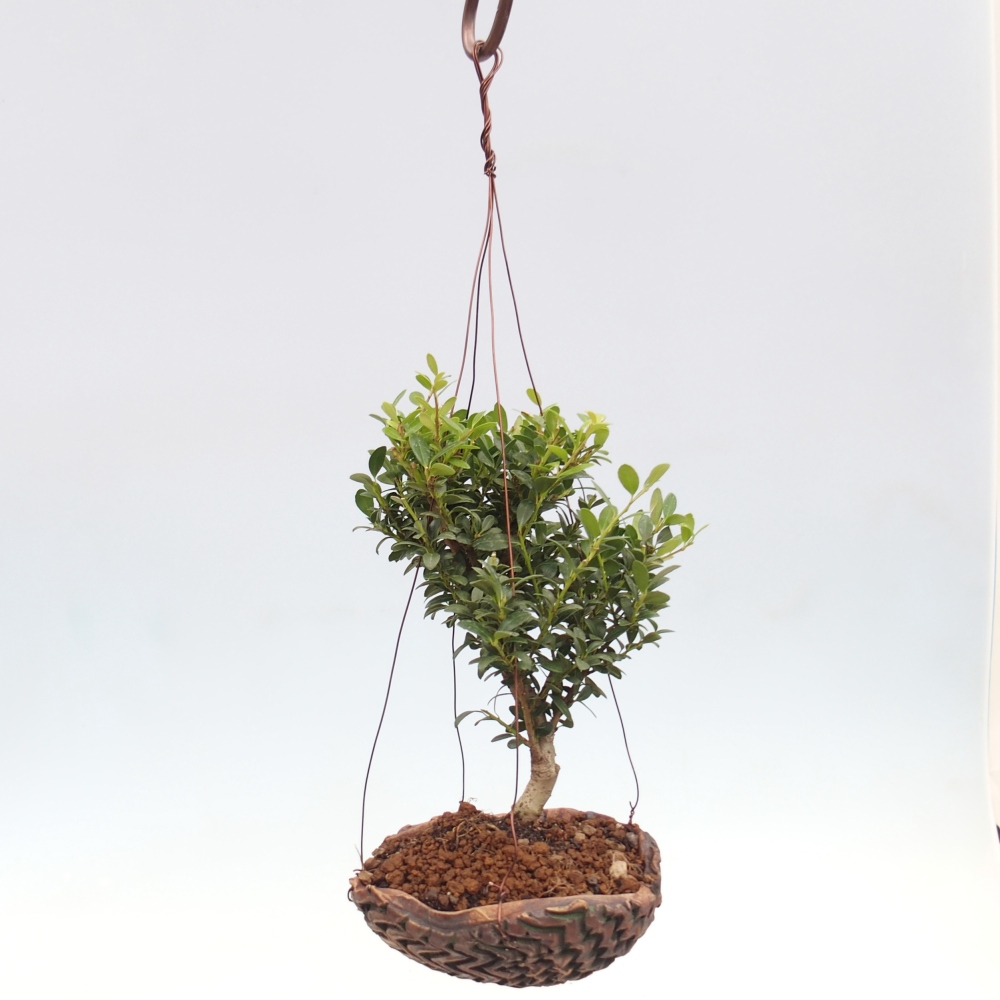Kokedama aus Keramik - Ilex crenata - Holly